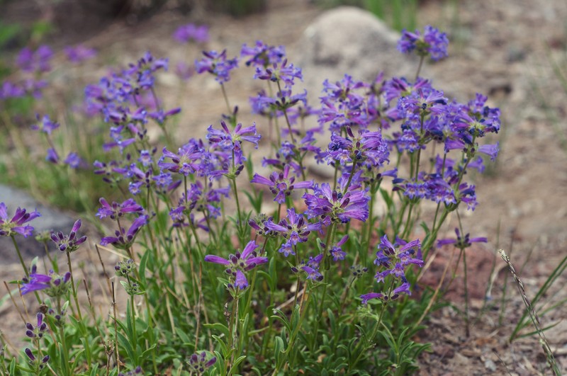 Sierra Beardtongue