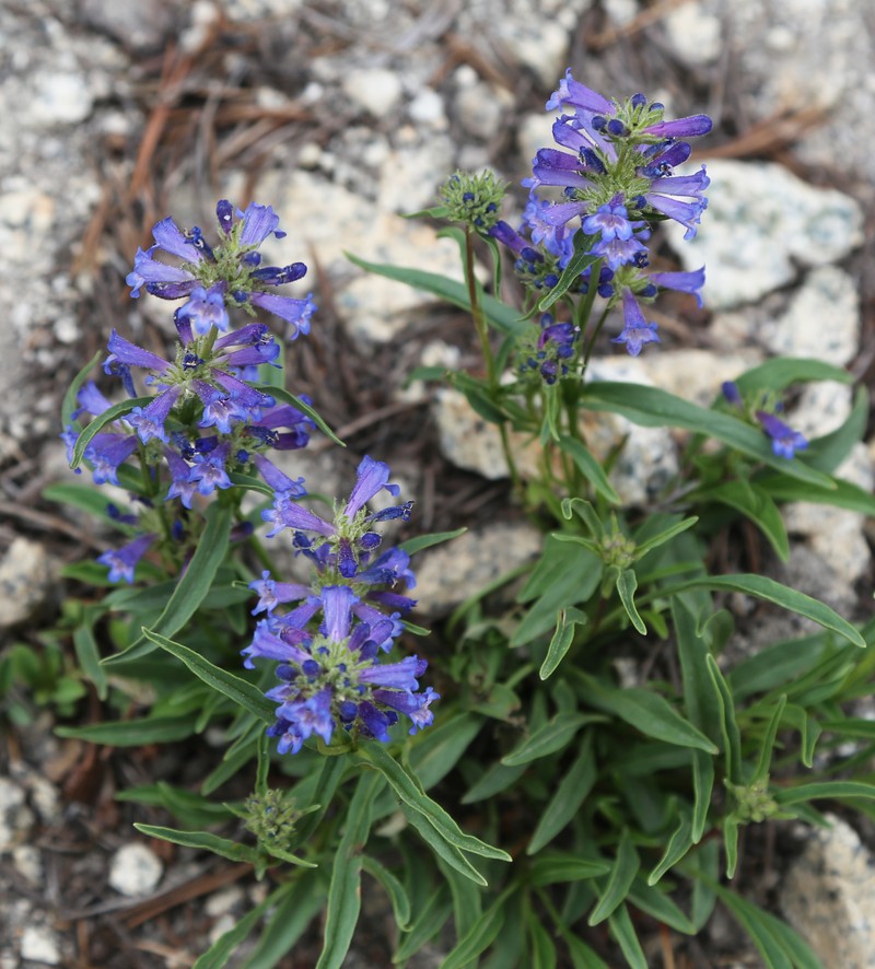 Sierra Beardtongue photo 2