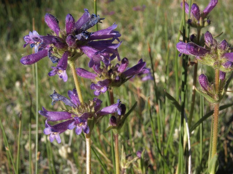Sierra Beardtongue photo 3