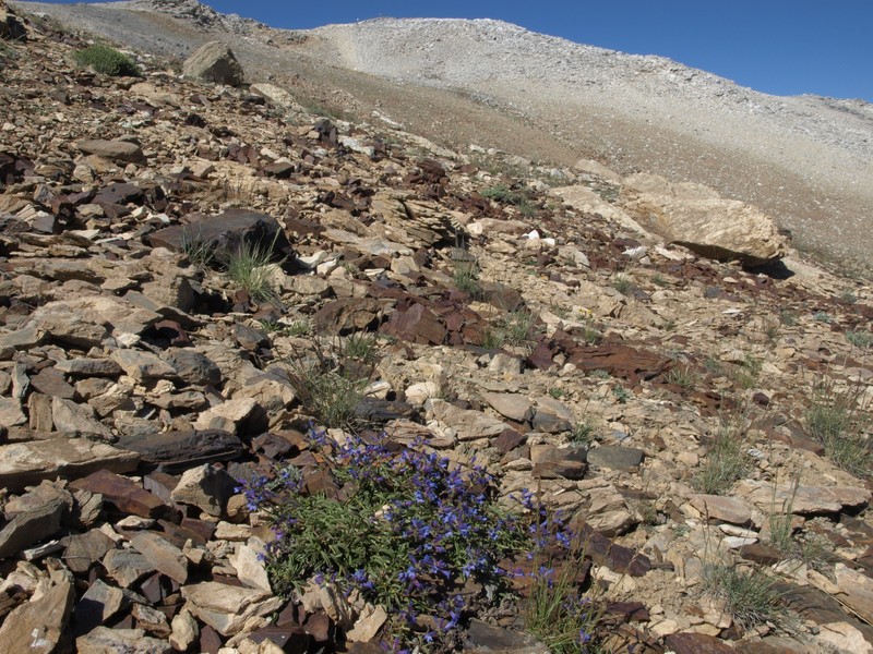 Sierra Beardtongue photo 4