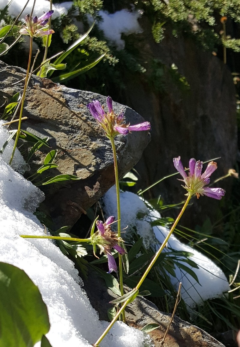 Sierra Beardtongue photo 3
