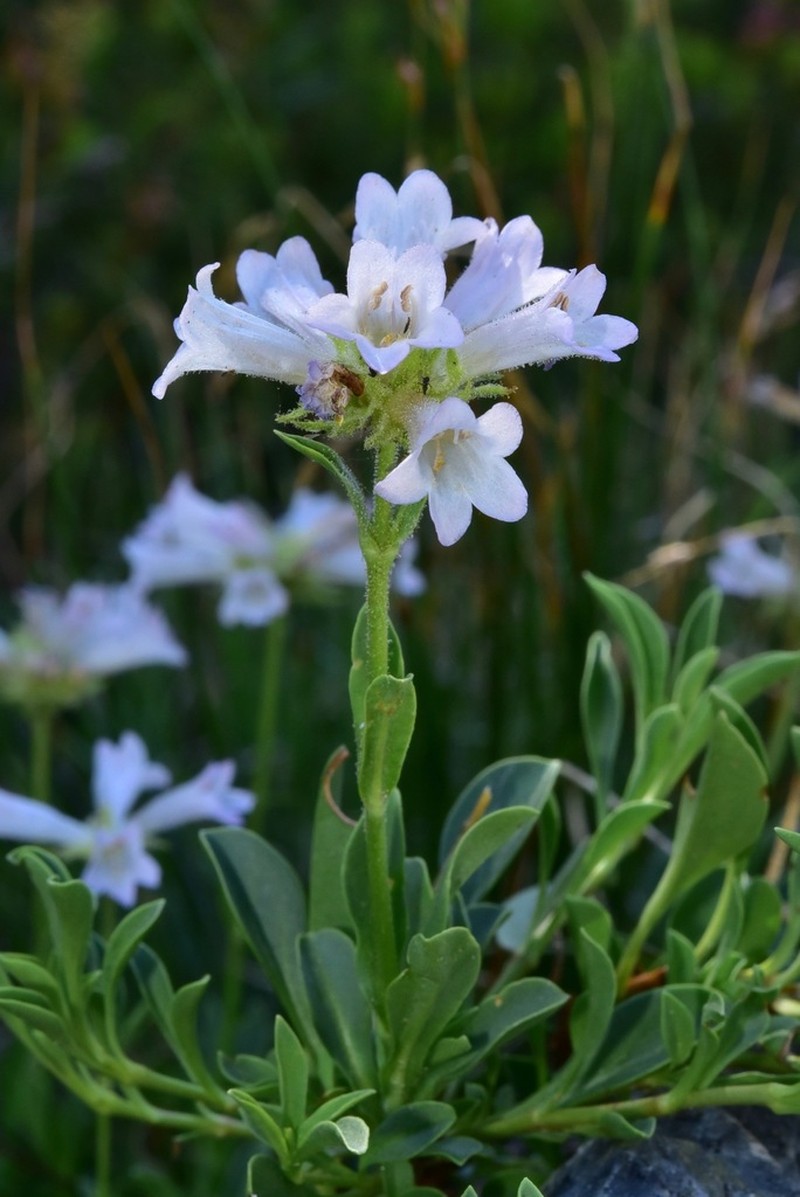 Sierra Beardtongue photo 4