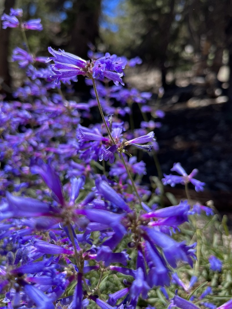 Sierra Beardtongue photo 5