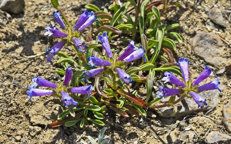 Sierra Beardtongue photo 6