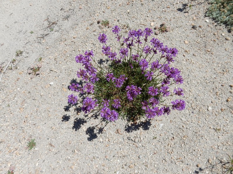 Sierra Beardtongue photo 7