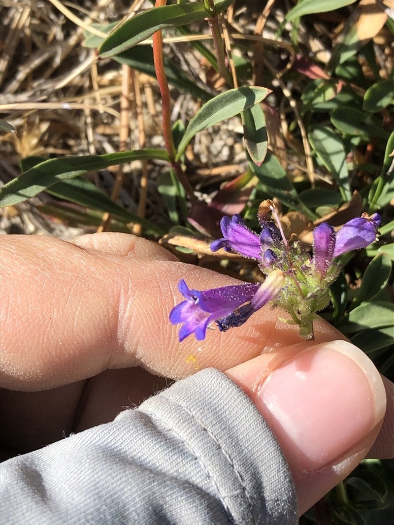 Sierra Beardtongue photo 8