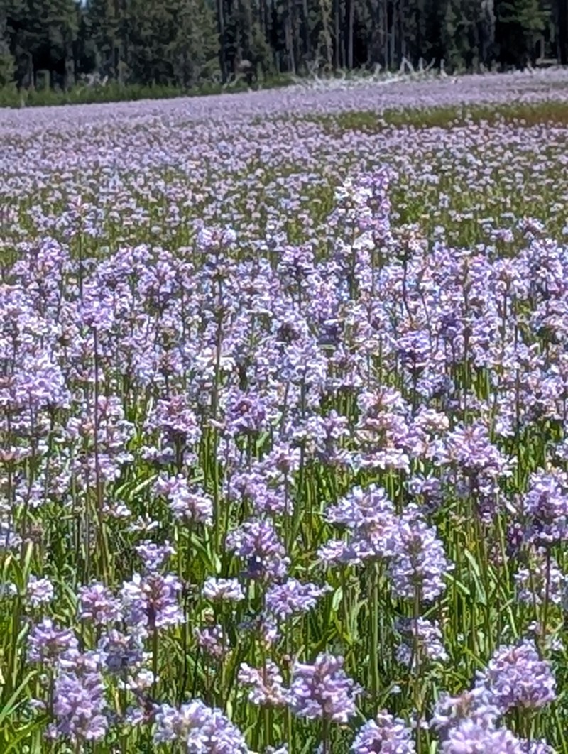 Penstemon heterodoxus var. shastensis