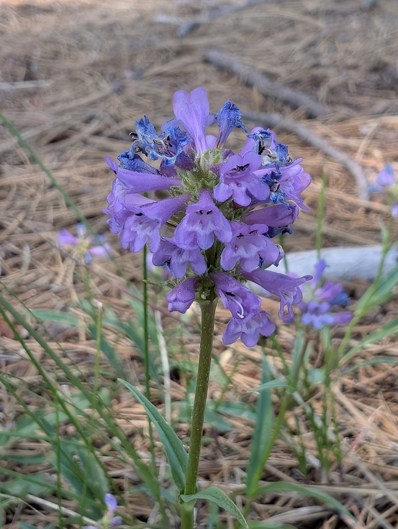 Penstemon heterodoxus var. shastensis photo 2