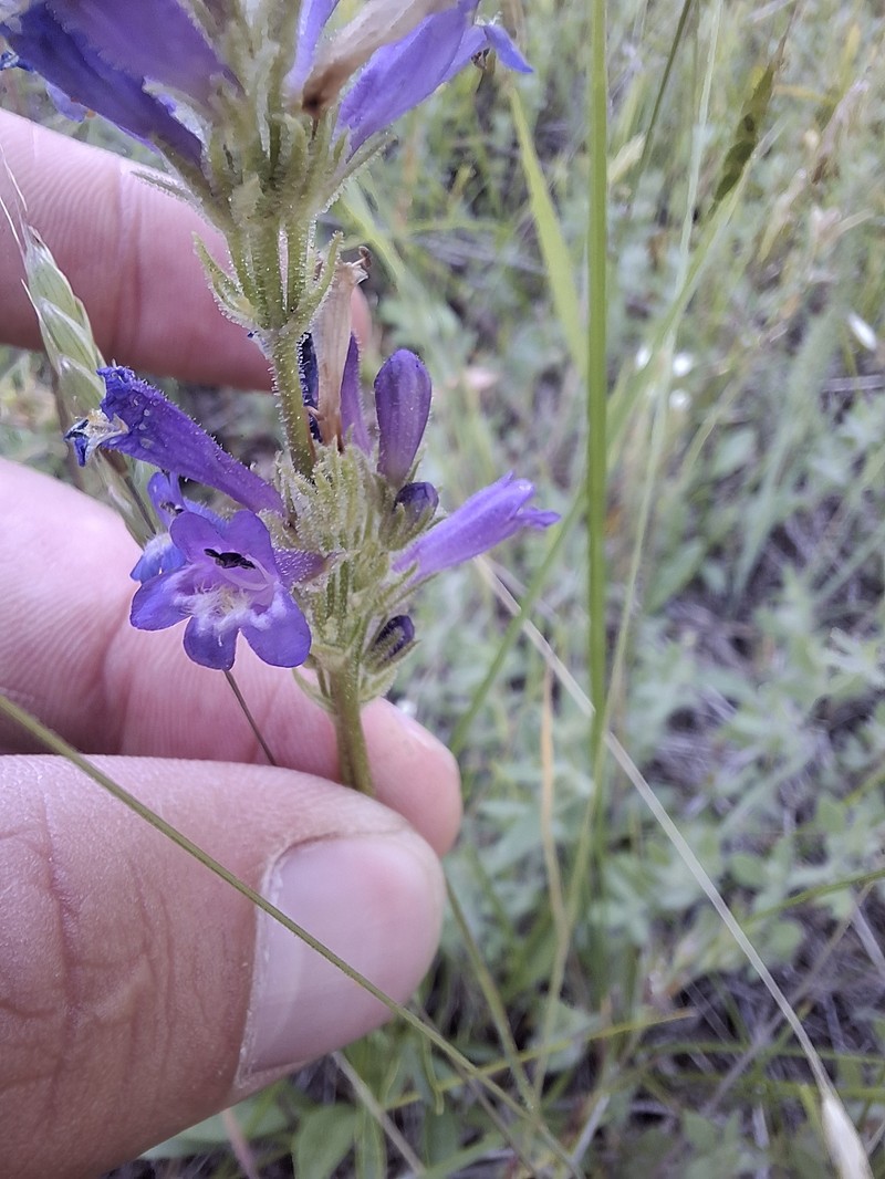 Penstemon heterodoxus var. shastensis photo 3