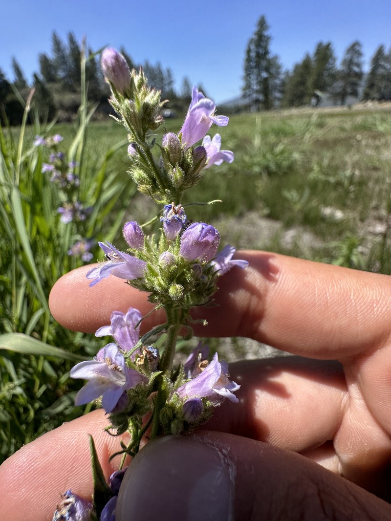 Penstemon heterodoxus var. shastensis photo 4