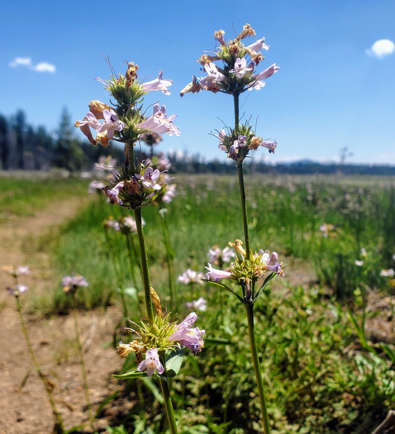 Penstemon heterodoxus var. shastensis photo 5
