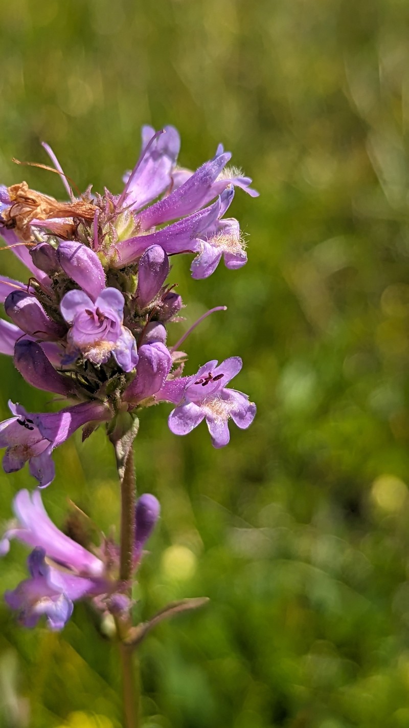 Penstemon heterodoxus var. shastensis photo 6