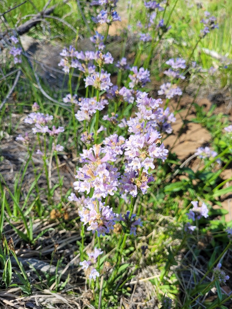 Penstemon heterodoxus var. shastensis photo 7