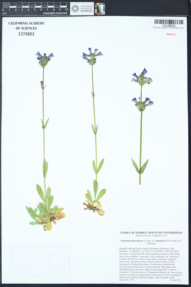Penstemon heterodoxus var. shastensis photo 8