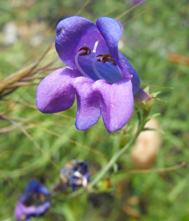 Bunchleaf Penstemon