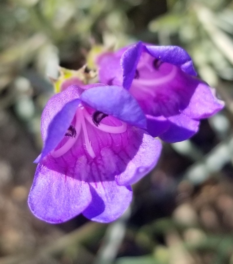 Bunchleaf Penstemon photo 2