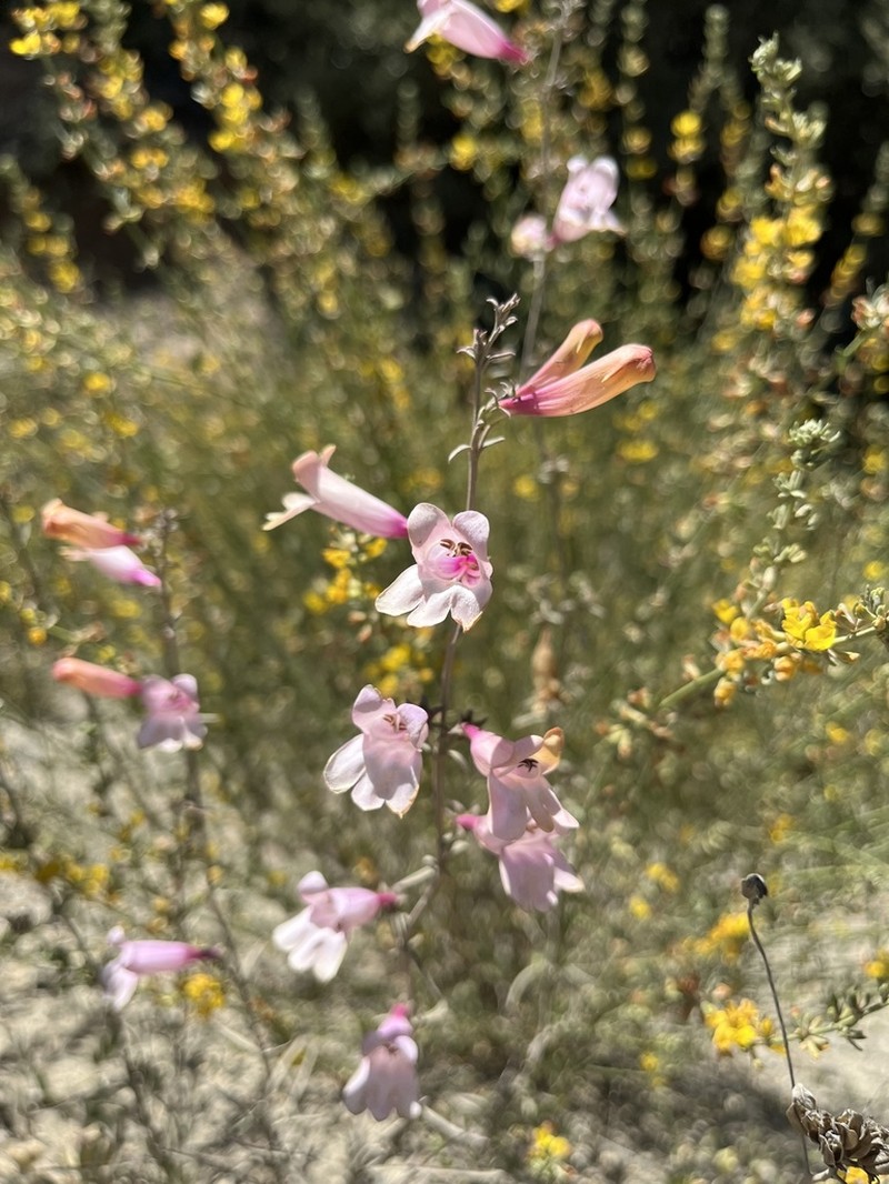 Bunchleaf Penstemon photo 3