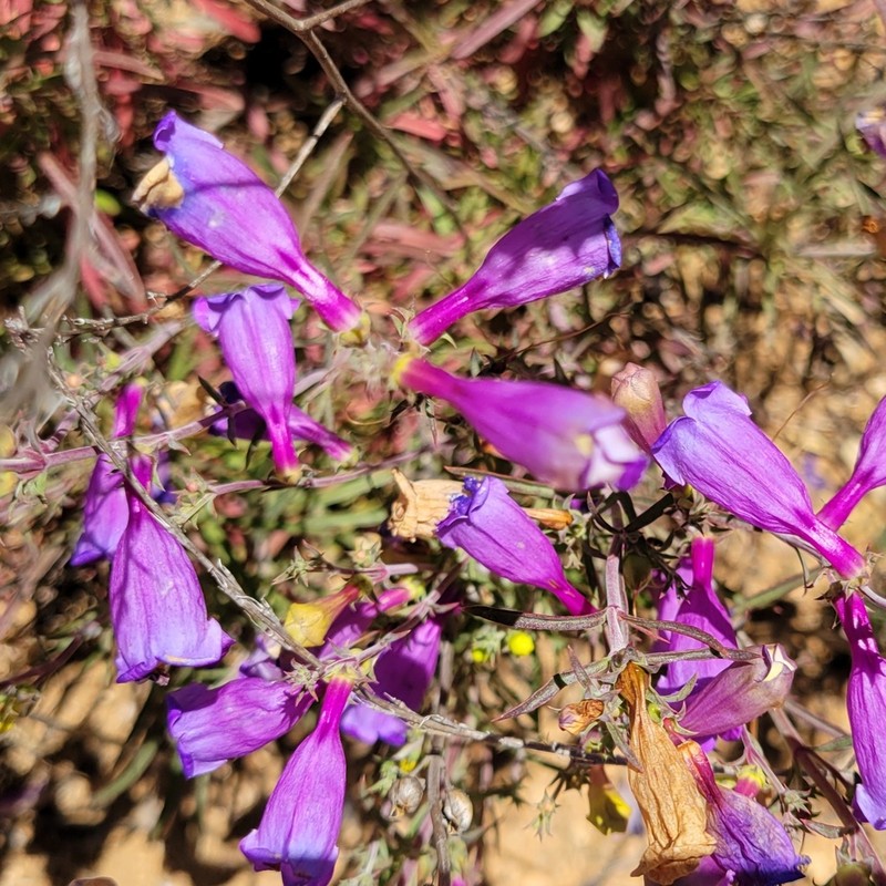 Bunchleaf Penstemon photo 4