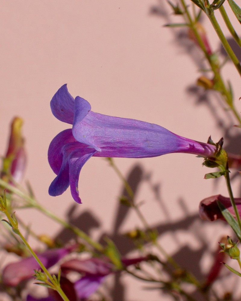 Bunchleaf Penstemon photo 5