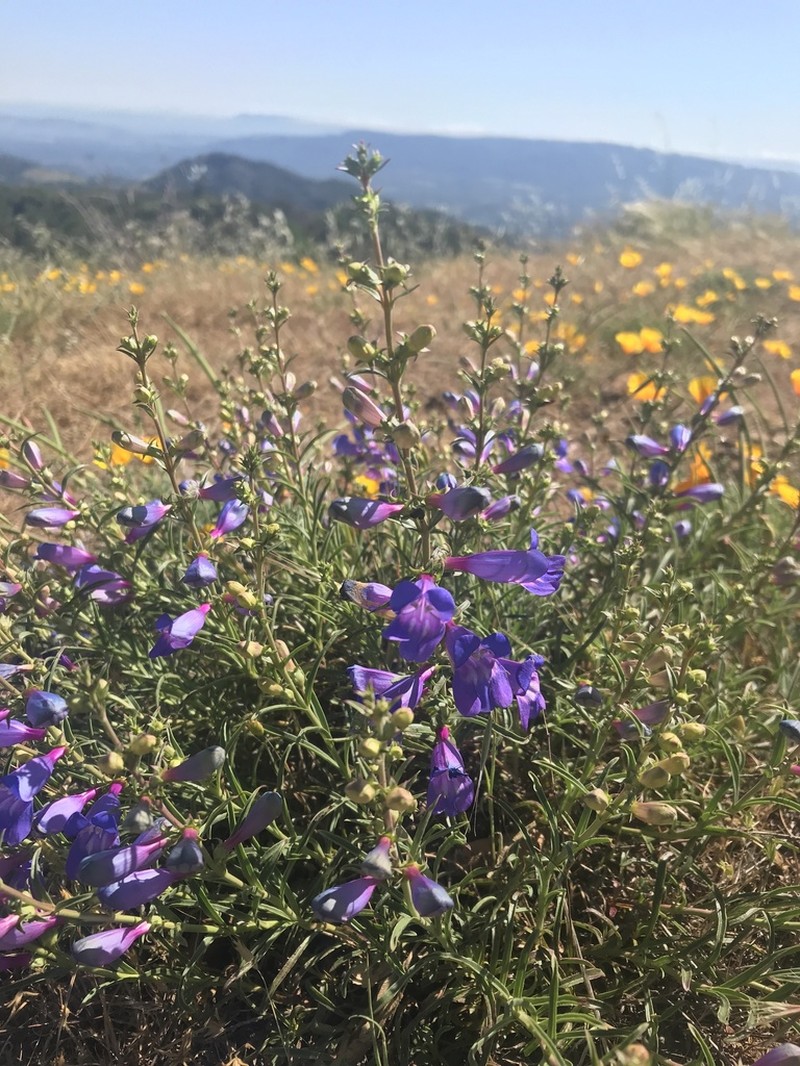 Bunchleaf Penstemon photo 6