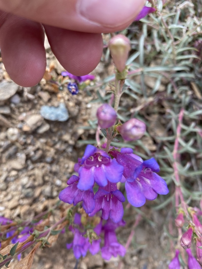 Bunchleaf Penstemon photo 7