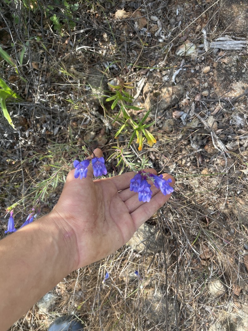 Penstemon heterophyllus var. purdyi