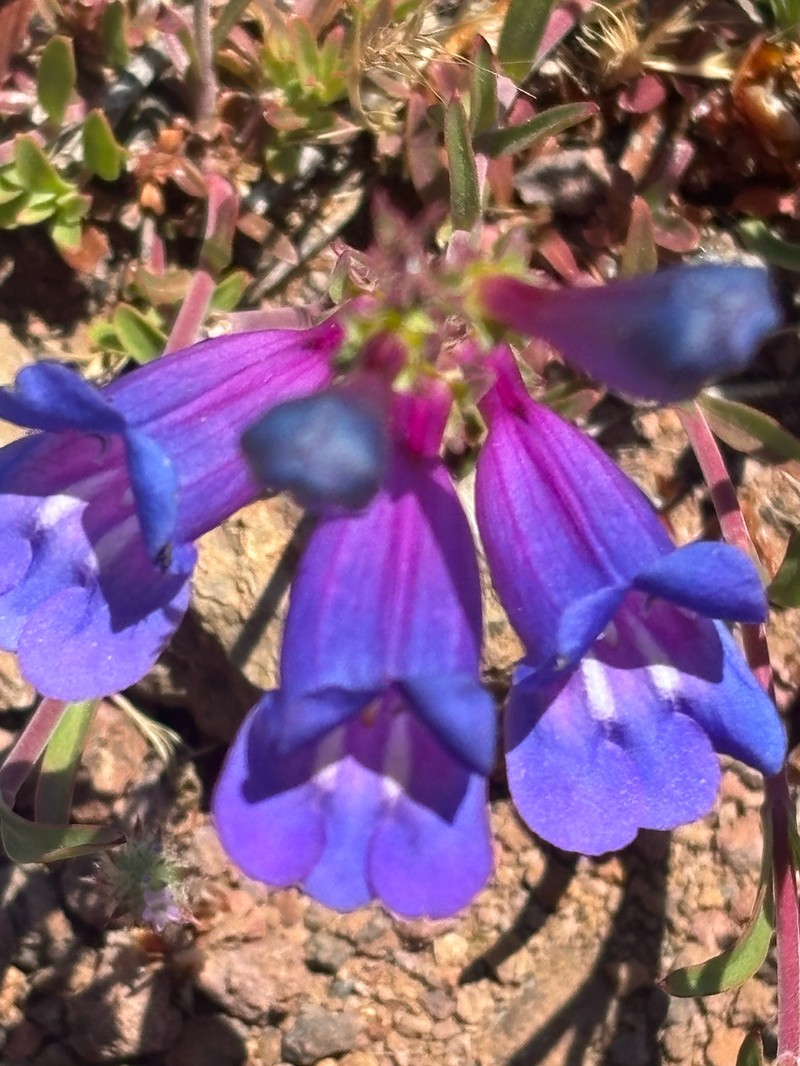 Penstemon heterophyllus var. purdyi photo 2