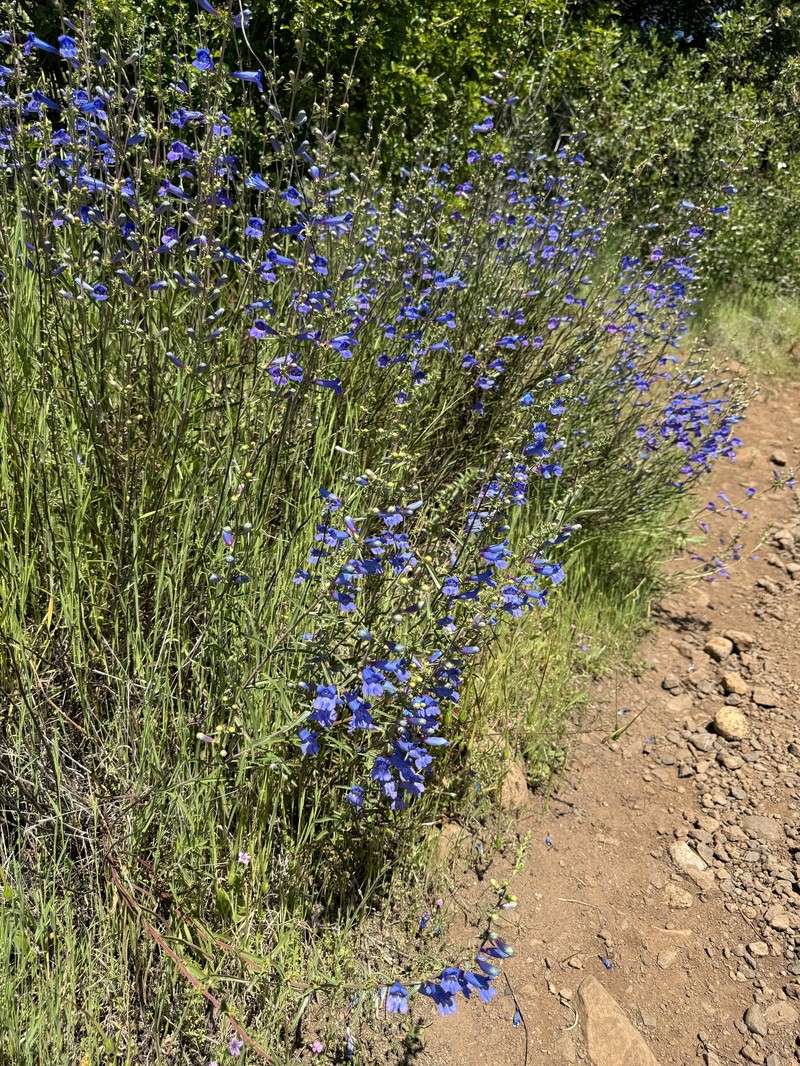 Penstemon heterophyllus var. purdyi photo 3