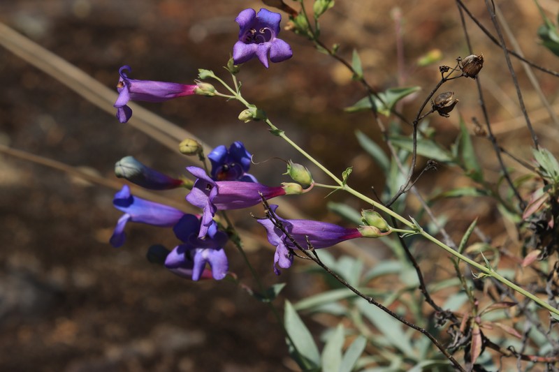 Penstemon heterophyllus var. purdyi photo 4