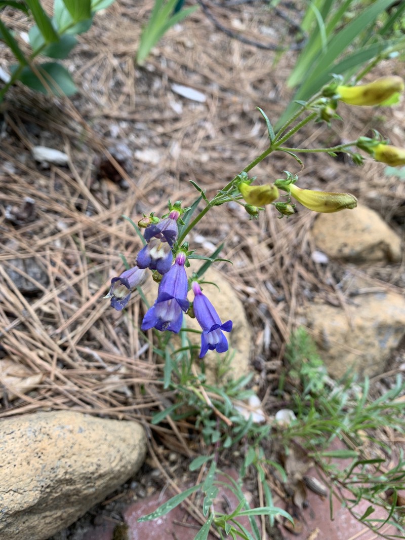 Penstemon heterophyllus var. purdyi photo 5