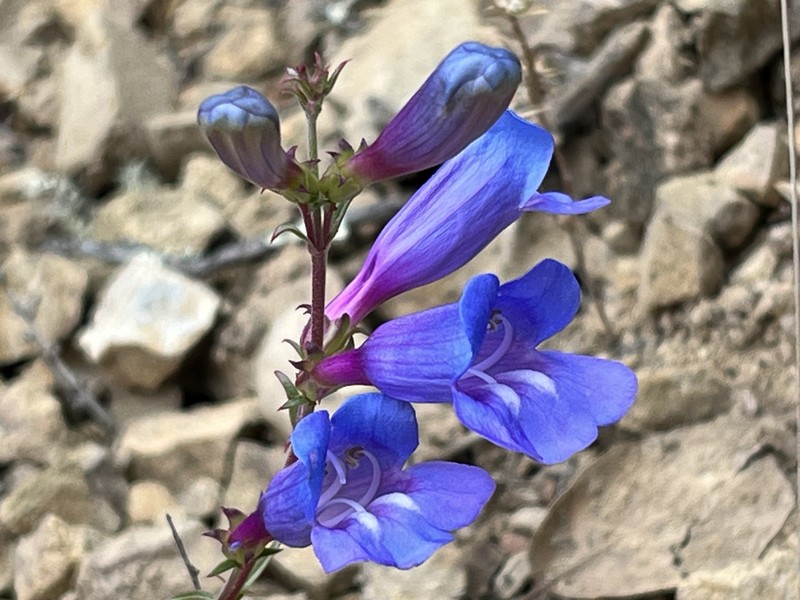 Penstemon heterophyllus var. purdyi photo 6