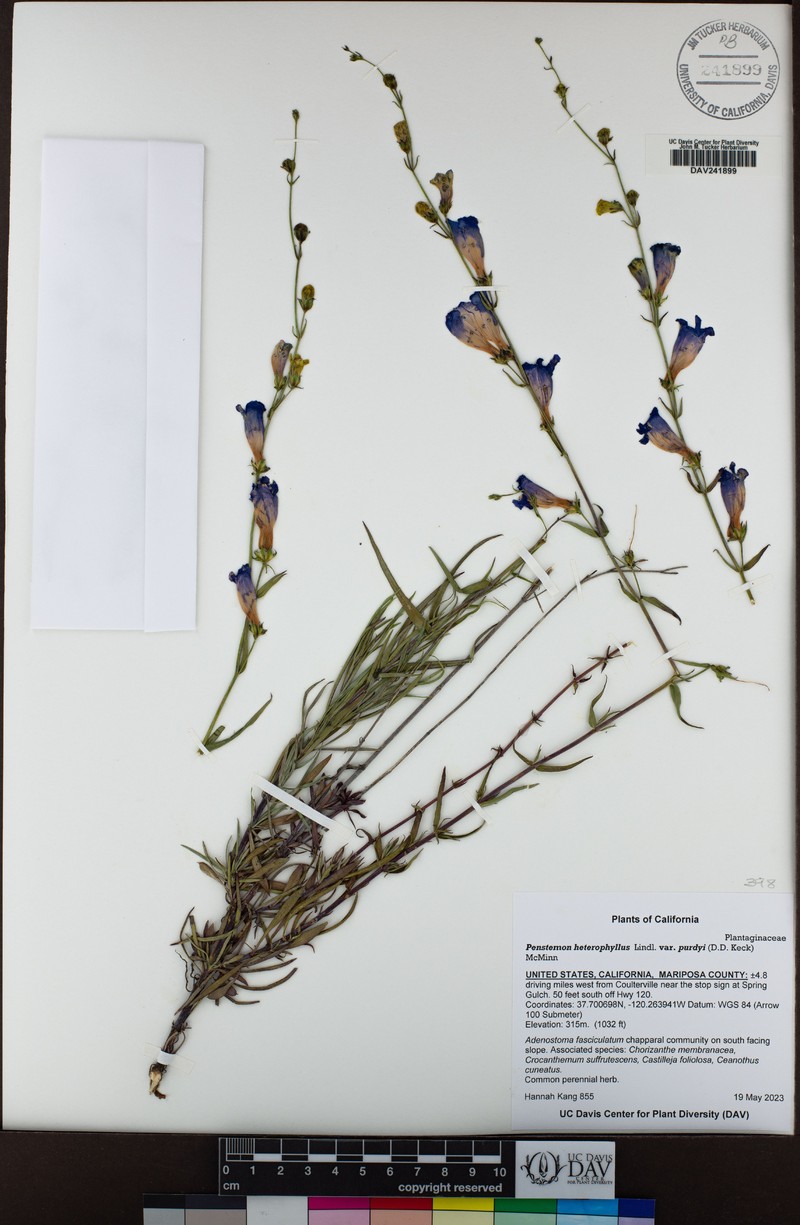 Penstemon heterophyllus var. purdyi photo 7