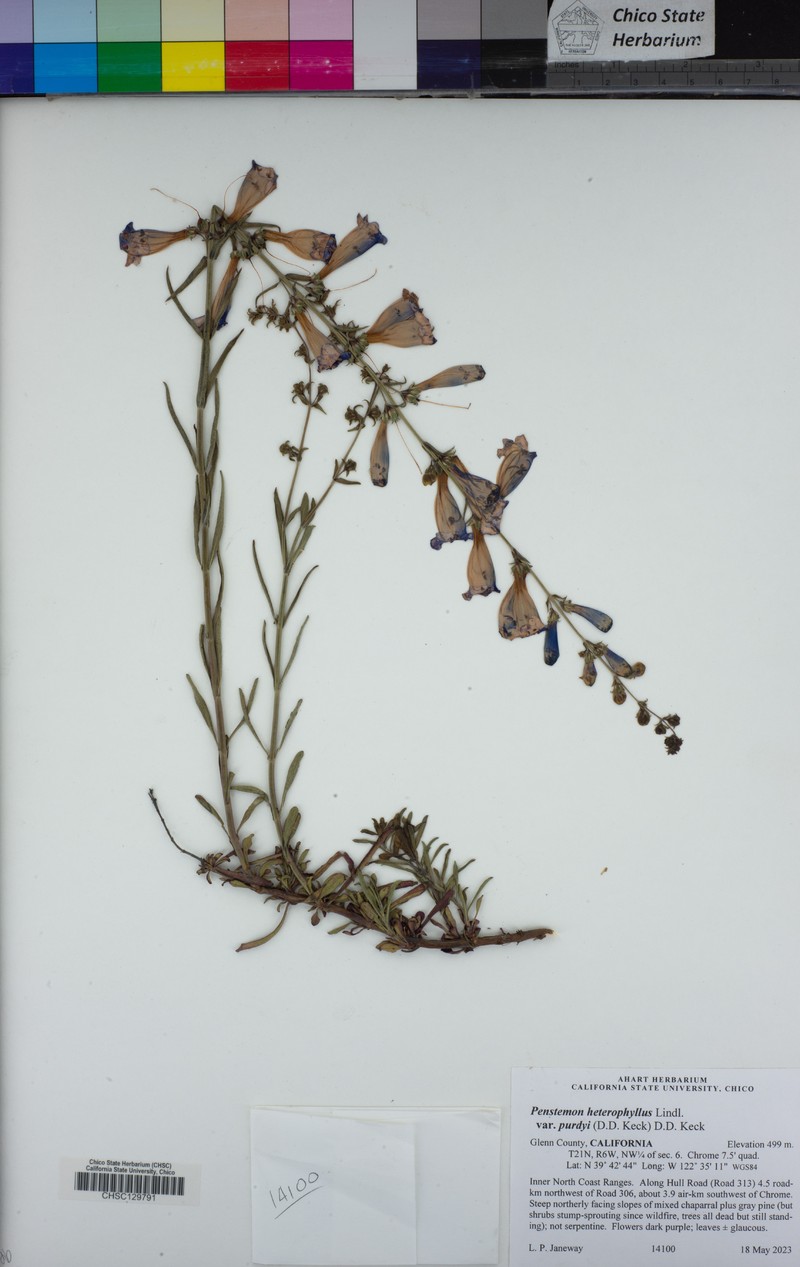 Penstemon heterophyllus var. purdyi photo 8