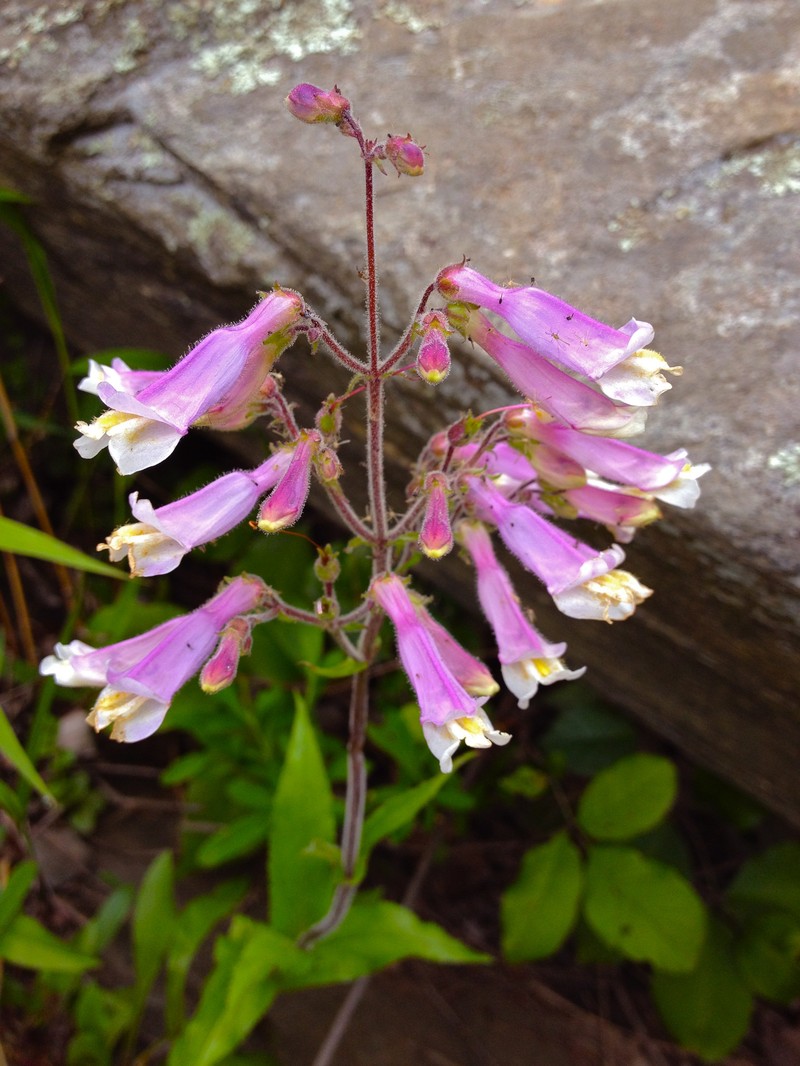 Hairy Beardtongue photo 2
