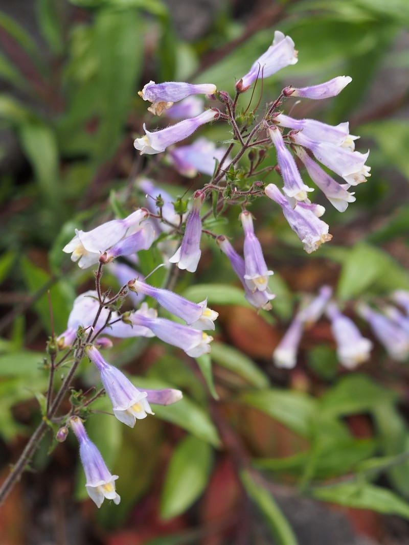 Hairy Beardtongue photo 3