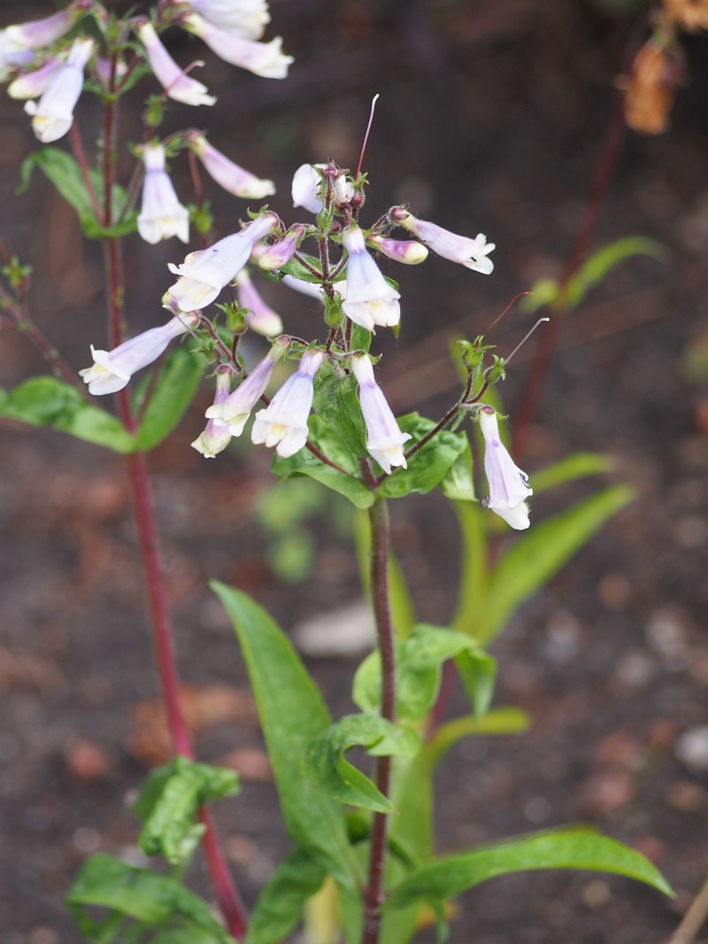 Hairy Beardtongue photo 4