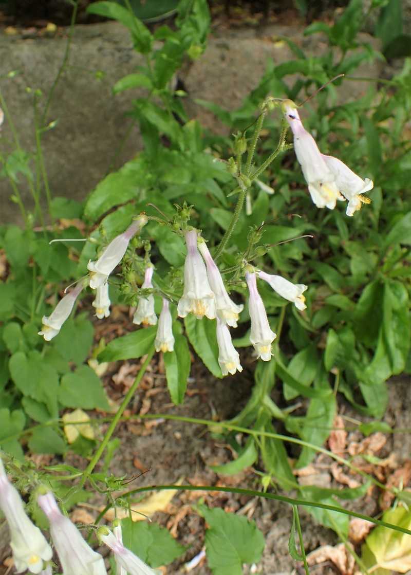 Hairy Beardtongue photo 5
