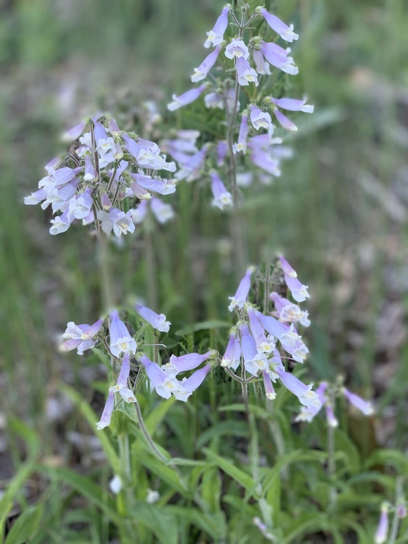 Hairy Beardtongue