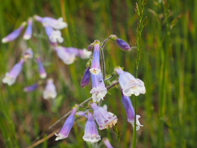 Hairy Beardtongue photo 2