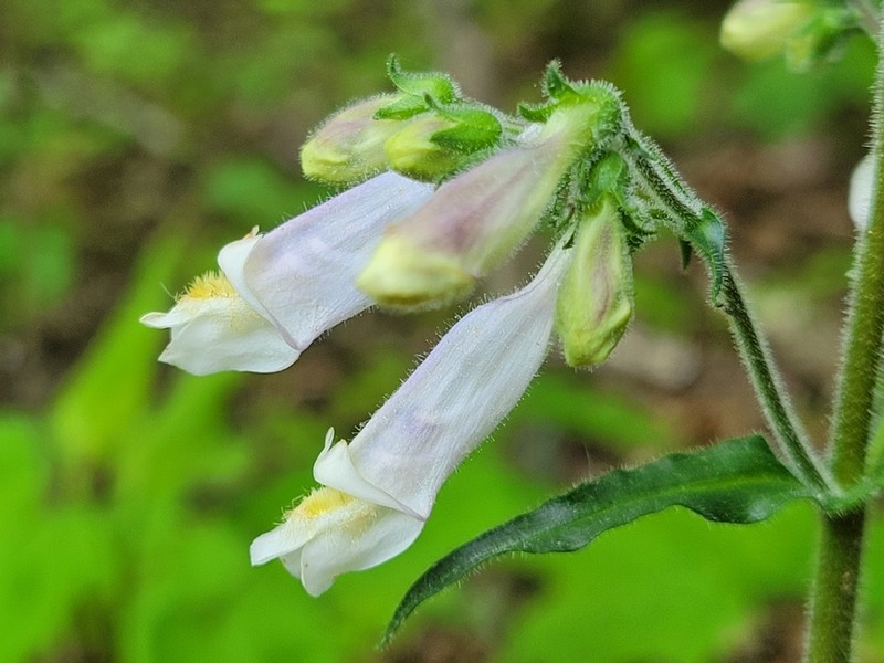 Hairy Beardtongue photo 3