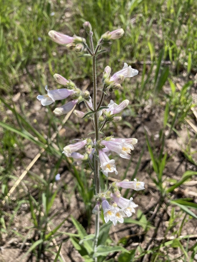 Hairy Beardtongue photo 4