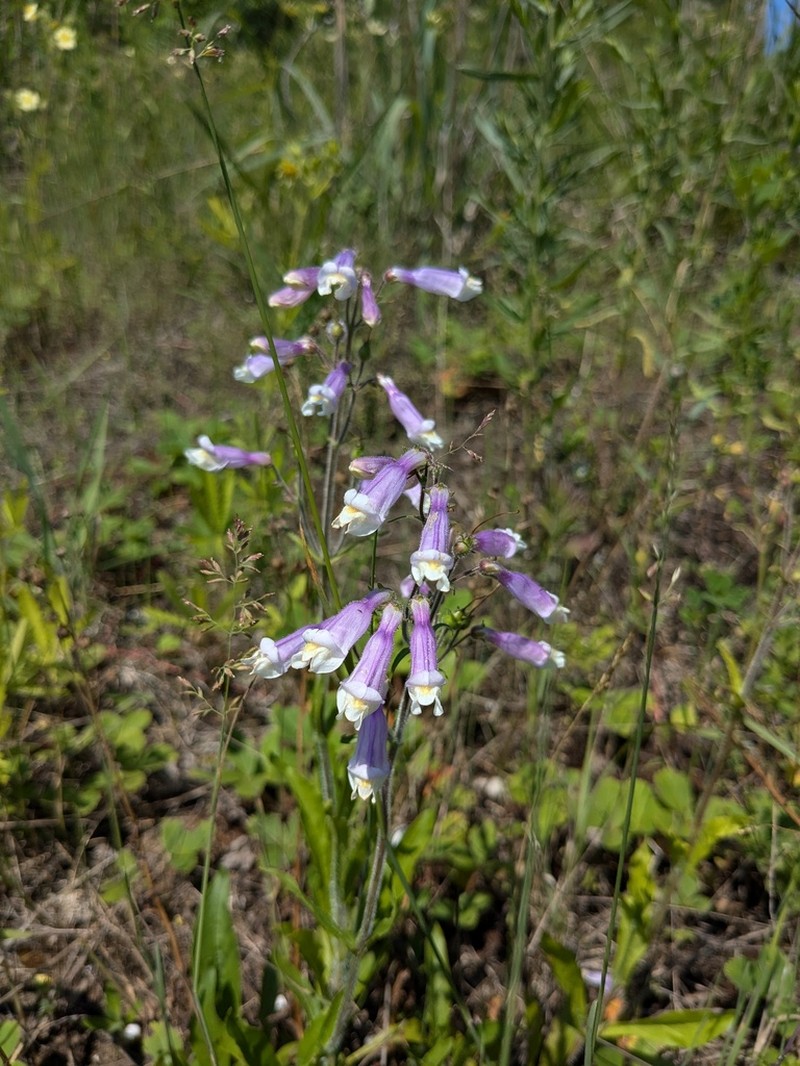 Hairy Beardtongue photo 5