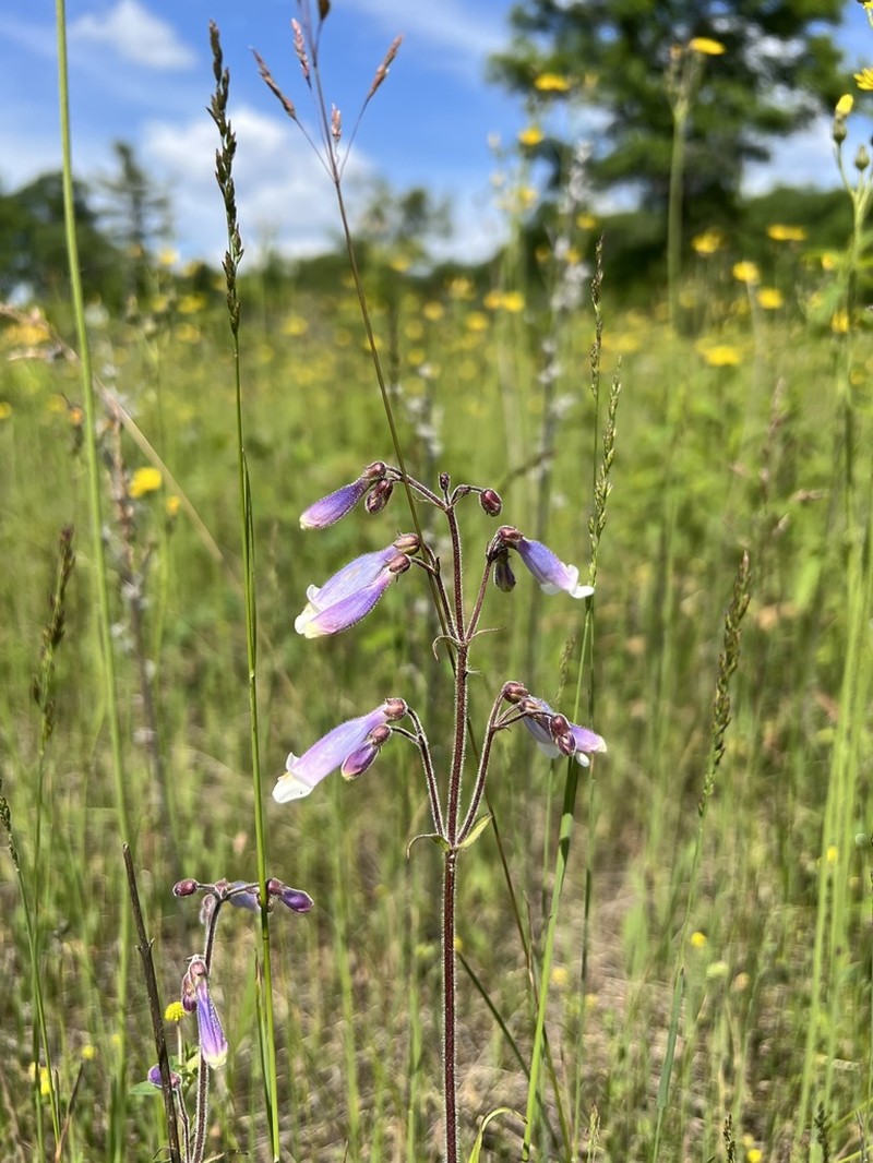 Hairy Beardtongue photo 7