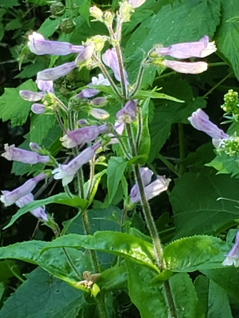 Hairy Beardtongue photo 8