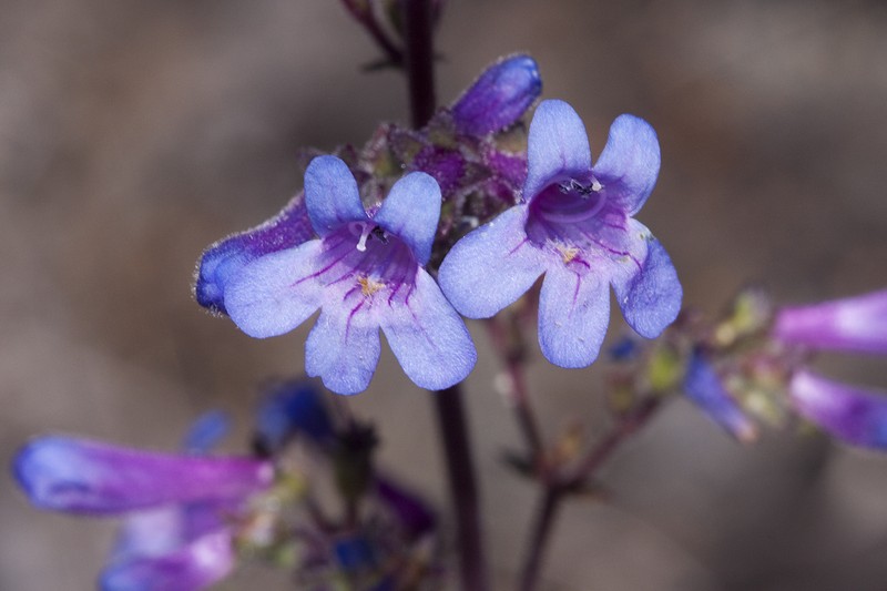 Low Beardtongue