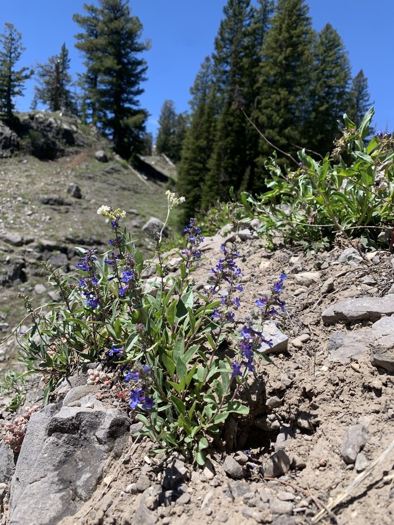 Low Beardtongue photo 2