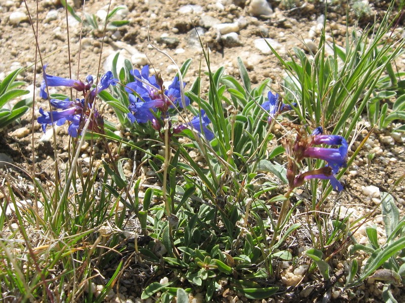 Low Beardtongue photo 3