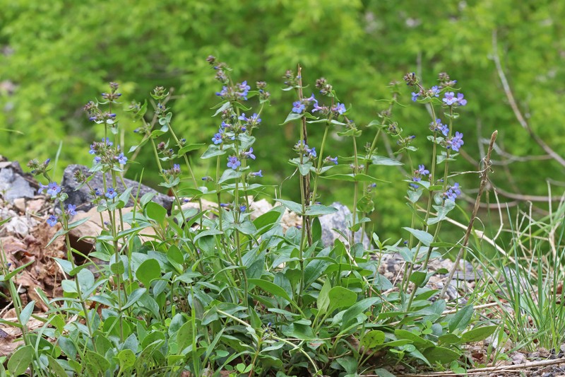 Low Beardtongue photo 4