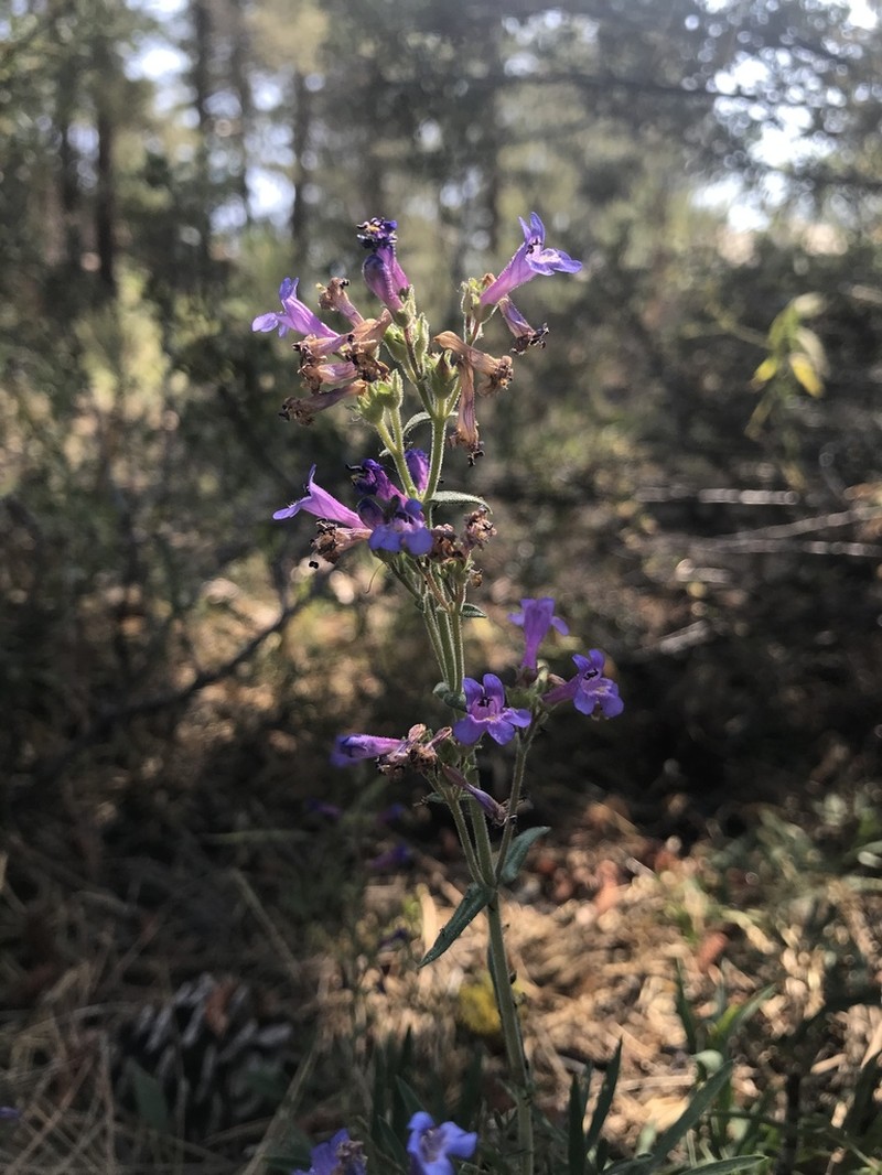 Low Beardtongue photo 5