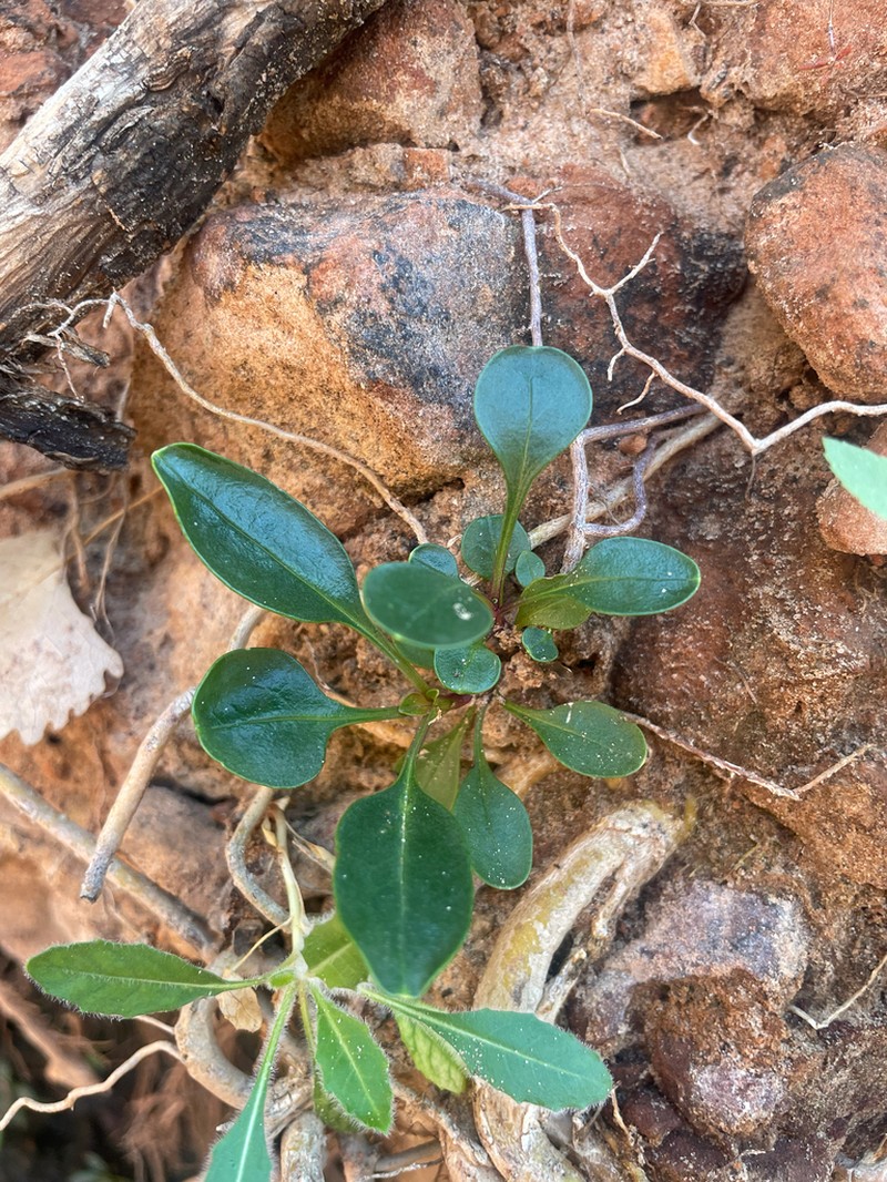 Low Beardtongue photo 6